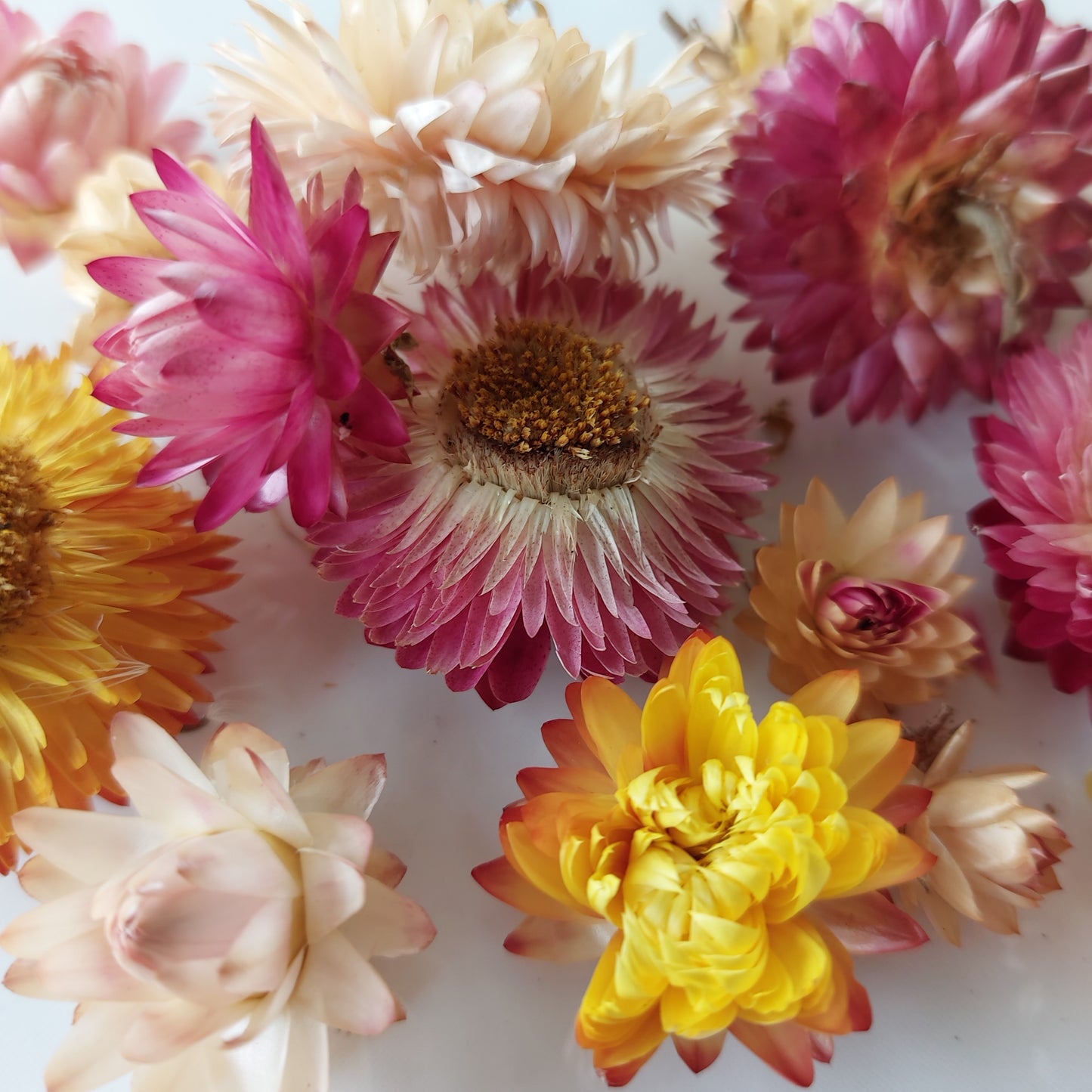 Wellbeing Series Carnelian I Passion, Vitality & Creativity